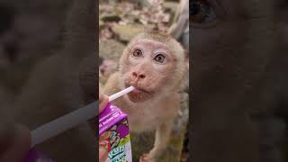 Feeding Animals, Cute Baby Animal #shorts