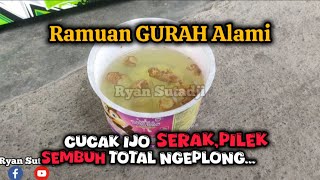 Download Lagu Cara GURAH ALAMI Cucak Ijo Serak Pilek SEMBUH MP3