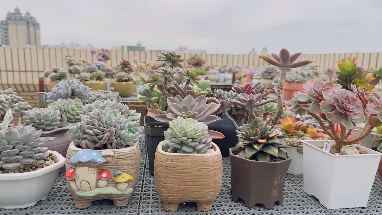 2026年2月9日☁️8-18 《頂樓多肉 10 分鐘日常｜傍晚的光、風、它們的樣子》 #succulent  #구름이네다육일상  #多肉植物  #plants  #園藝