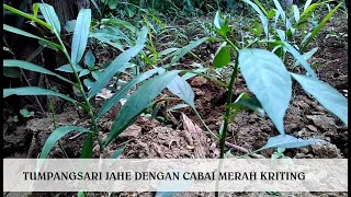 Tumpangsari Jahe Gajah dengan Cabe Merah Kriting Sangat Menguntungkan