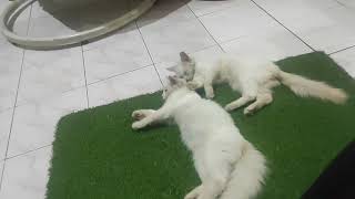 Playful Pranks on a Napping Meow: Disturbing Siesta Time!” 😺