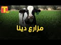 مزارع دينا اكبر مزرعة البان في مصر وافريقيا