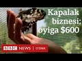 Ана бизнес: Капалак боқиб,  ойига 600 доллар пул ишлаш мумкин - BBC News O'zbek yangiliklar