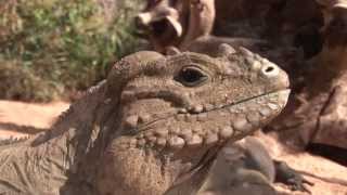 Iguana Rinoceronte