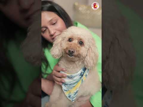 Pedigree 6 weeks Challenge || Dinesh and Dipika Kartik