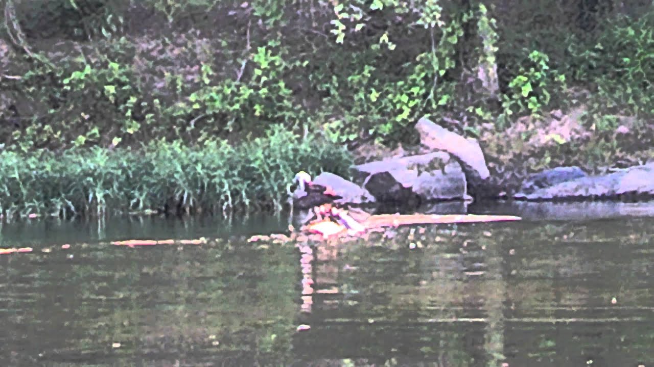 Swimming Osprey on the James River Just Above Z dam