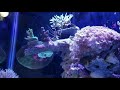 Marine aquarium December 30, 2018.