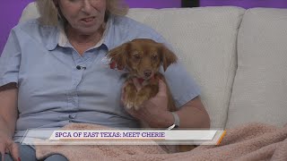 SPCA of East Texas: Meet Cherie