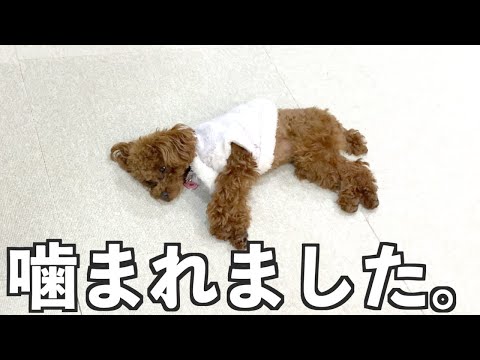 【緊急事態】マダニに噛まれました...【トイプードルの子犬】