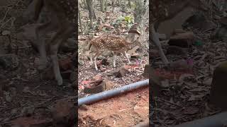 “Magical Deer Encounter at Tirupati Hills ✨” #wildlife #animals #lifeisbutadream