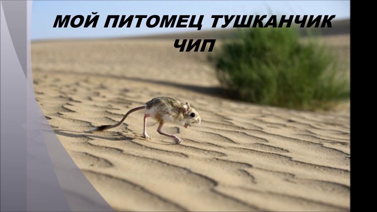 Что едят тушканчики