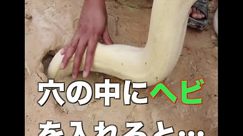 穴掘り魚メントスコーラ