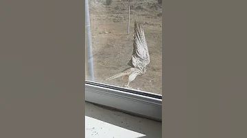 Кобчик