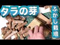【家庭菜園】タラの芽のふかし栽培【山菜】