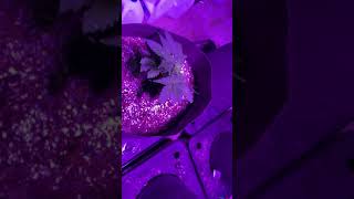 Day 1 of Veg in Octopots Grow Journal Vlog
