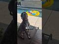 next test German Shorthaired Pointer GSP Panzer... 🤔🫣🐶 #shorts #ytshorts #viral #trending