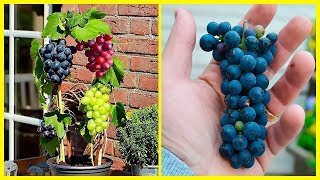How To Grow Grapes In Your Own Backyard - It's Easier Than You Think