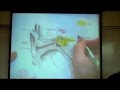 THE EAR; the Anatomy & Physiology of Hearing by Professor Fink