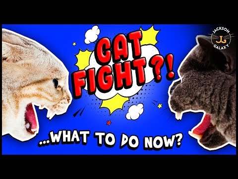Video: How To Stop A Cat From Fighting