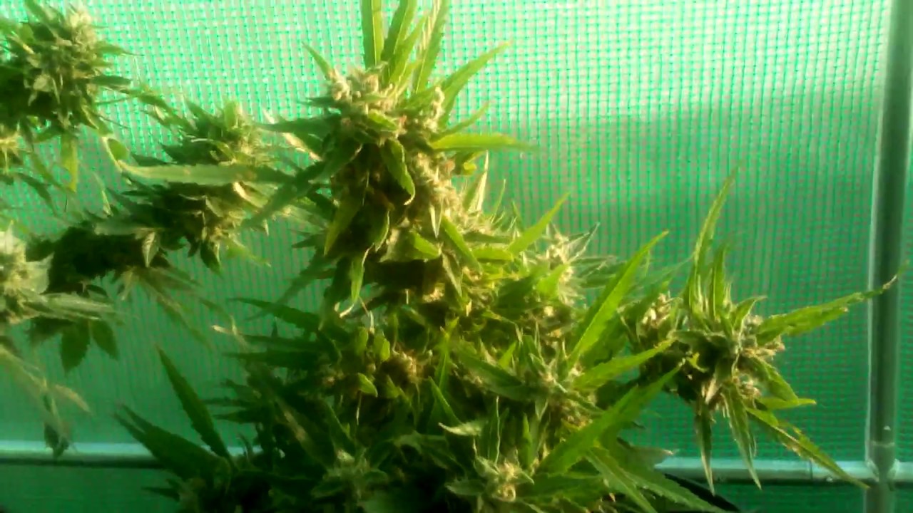 Pevgrow sweet seedsfast bud auto outdoor