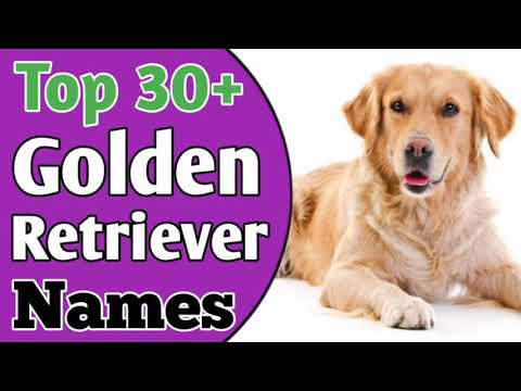Video: Namen voor Golden Retrievers