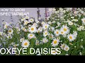 How to Grow Oxeye Daisies for Cottage Garden Impact