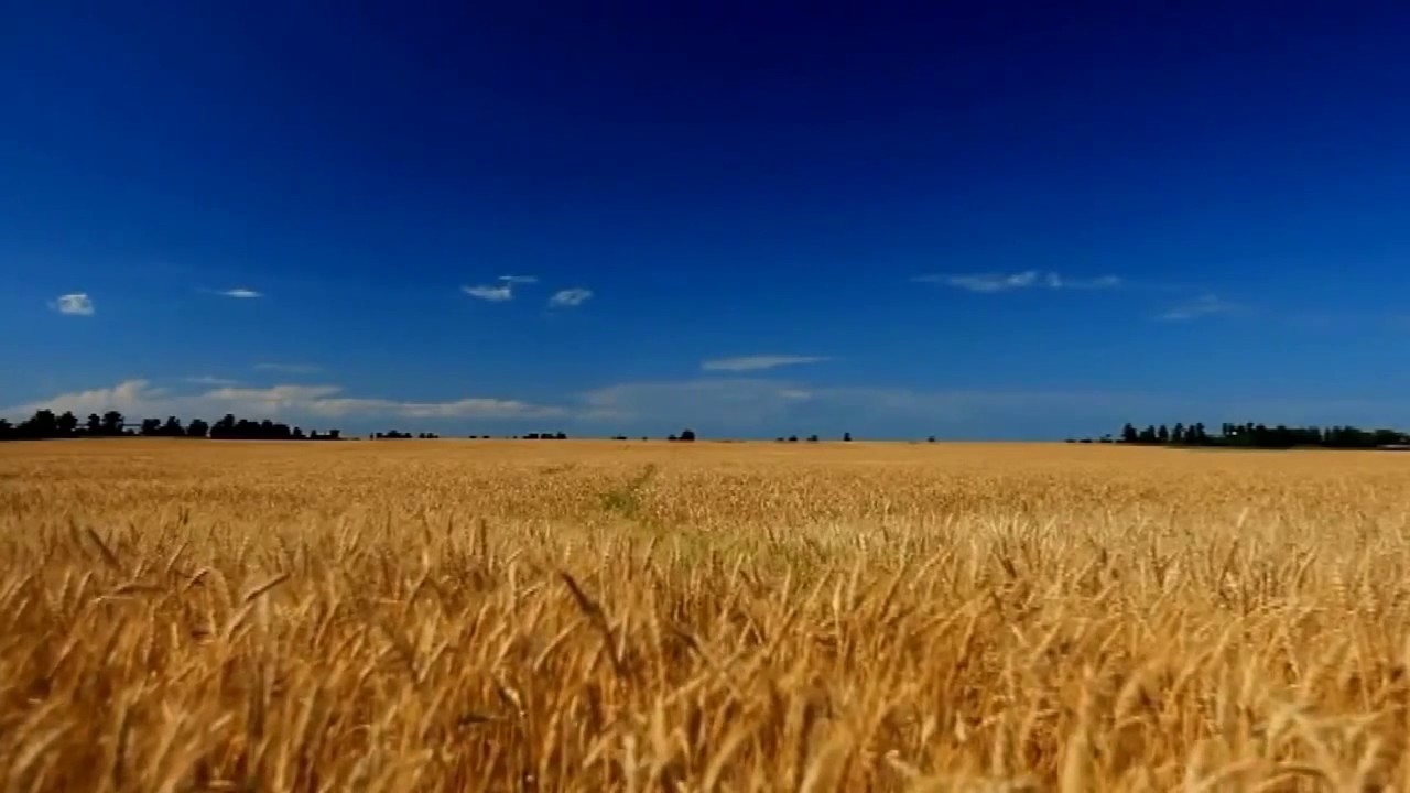 поле пшеницы картинки онлайн поле пшеницы картинки