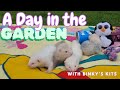 Adorable 5 week old baby angora ferrets  garden tea party