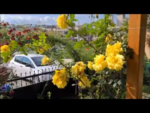 Video: Hippeastrum: çiçeklenme sonrası evde bakım, dikim, üst pansuman