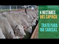 4 hectares  de BRS CAPIAÇU para tratar  de 160 cabeças.