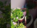 beautiful evergreen plant flowers 🌹#plantcare #garden #gardening