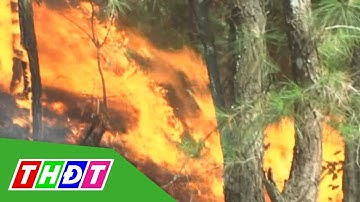Liên tiếp xảy ra cháy rừng thông ở Nghệ An | THDT
