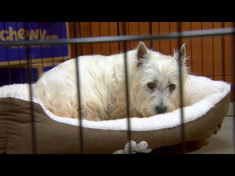 Puppy Mill Rescue Lily Sees A Bed For The First Time | Dr. Jeff: Rocky Mountain Vet