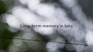 Long-term memory in bats