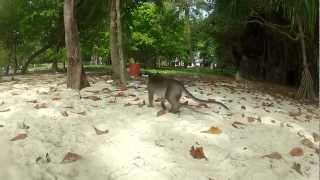 Thailand - National park Monkey walk