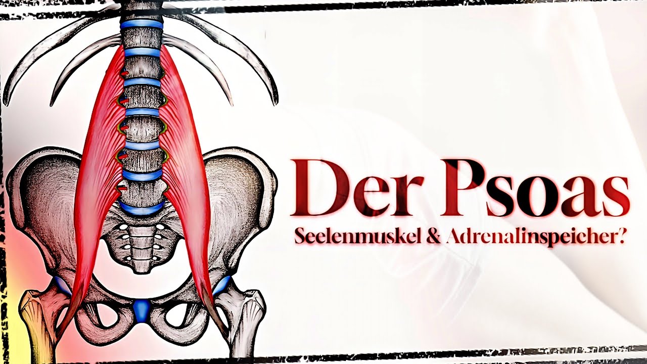 Der M. psoas major - Neurophysiologische Betrachtung & randomisierte Studie zu adrenerger Hypertonie