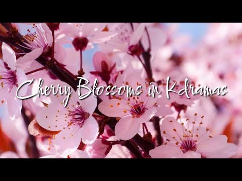 Cherry Blossoms in Kdramas // FMV // Cherry Blossom Love Song