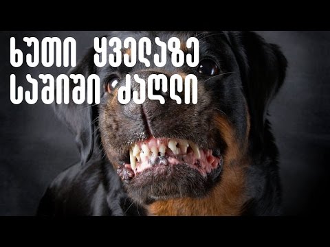 ძაღლის 5 ყველაზე საშიში სახეობა