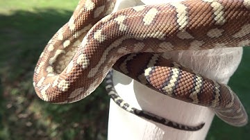 Sephora shed today. Bredli carpet python