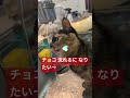 5199 流れる🐱チョコ