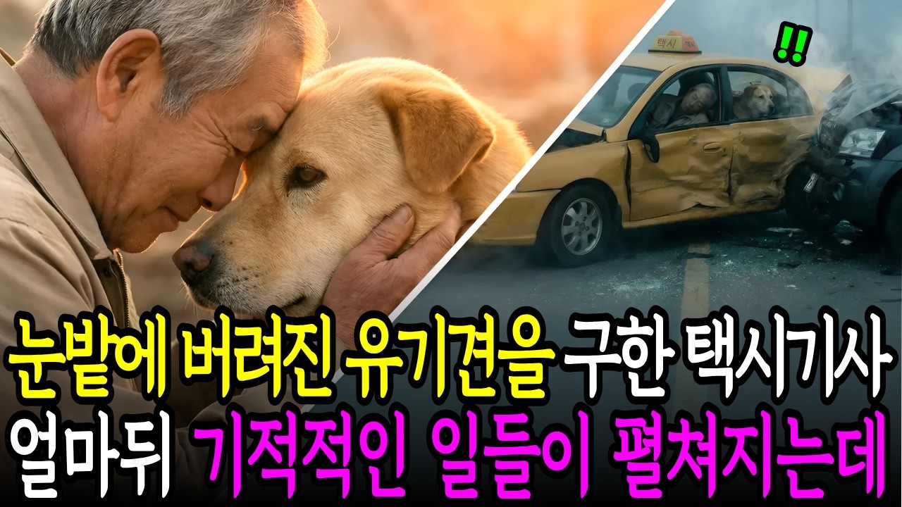 눈밭에 버려진 유기견을 구한 택시기사, 얼마 뒤 기적적인 일들이 펼쳐지는데.. ㅣ노후사연ㅣ감동사연ㅣ사연라디오ㅣ오디오북