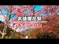 【旅遊】武陵櫻花祭｜去不了的日本｜幹又下雨了