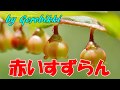 「赤いすずらん」/真木ことみ Japanese Taishogoto 大正琴  /Gerobikki