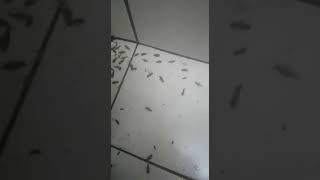 Cockroach Pest Control Company Cape Town