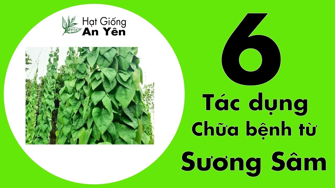 6 tác dụng của cây Sương Sâm dùng trị bệnh | Hạt Giống... - youtube