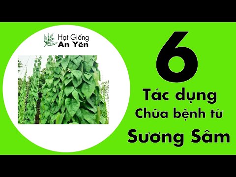 Video 6 tác dụng của cây Sương Sâm dùng trị bệnh | Hạt Giống... - youtube