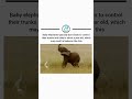 Baby Elephant funny moments 😁😁 #viral #trending #india #funny #amazing #amazingfact #telugu