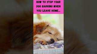 HOW TO STOP YOUR DOG BARKING WHEN YOU LEAVE HOMEshorts