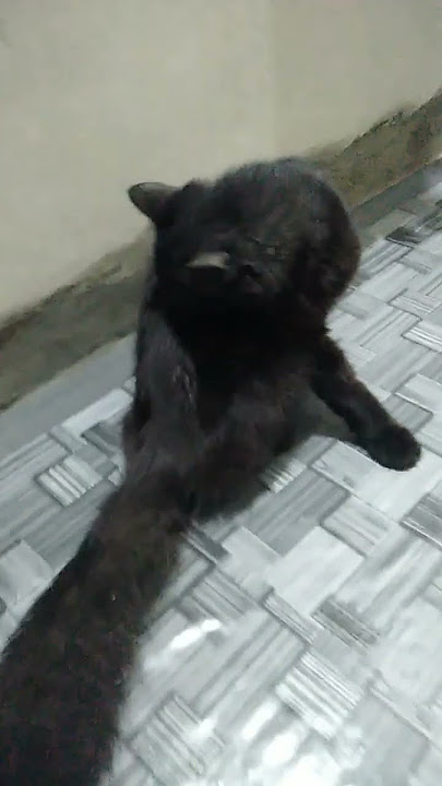AKHIRNYA 'KIMMO' SI KUCING HITAM #kucinghitam KESAYANGAN BANGUN JUGA BOBONYA