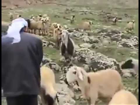 Çoban dan Kaval Sesi Çok Güzel